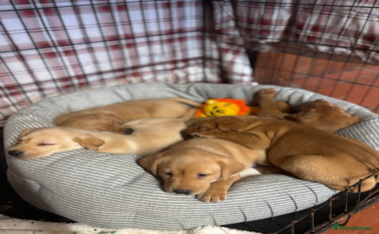 Labrador Retriever dogs - Advert 6