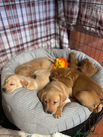 Labrador Retriever dogs - Advert 11