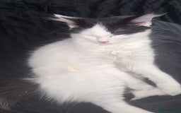 Mixed Breed cats for sale: For sale 3 female kittens and 1 older male kitten - Image 10
