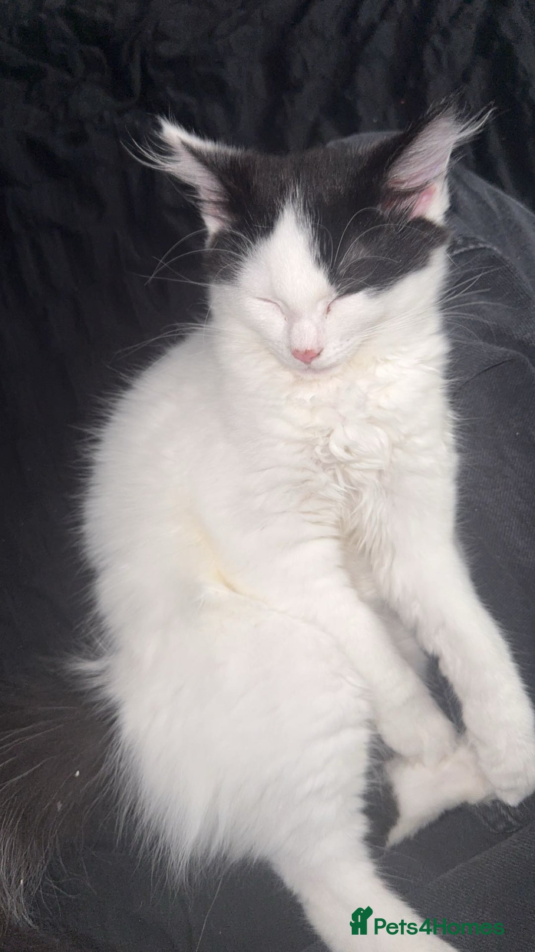Mixed Breed cats for sale: For sale 3 female kittens and 1 older male kitten - Image 10