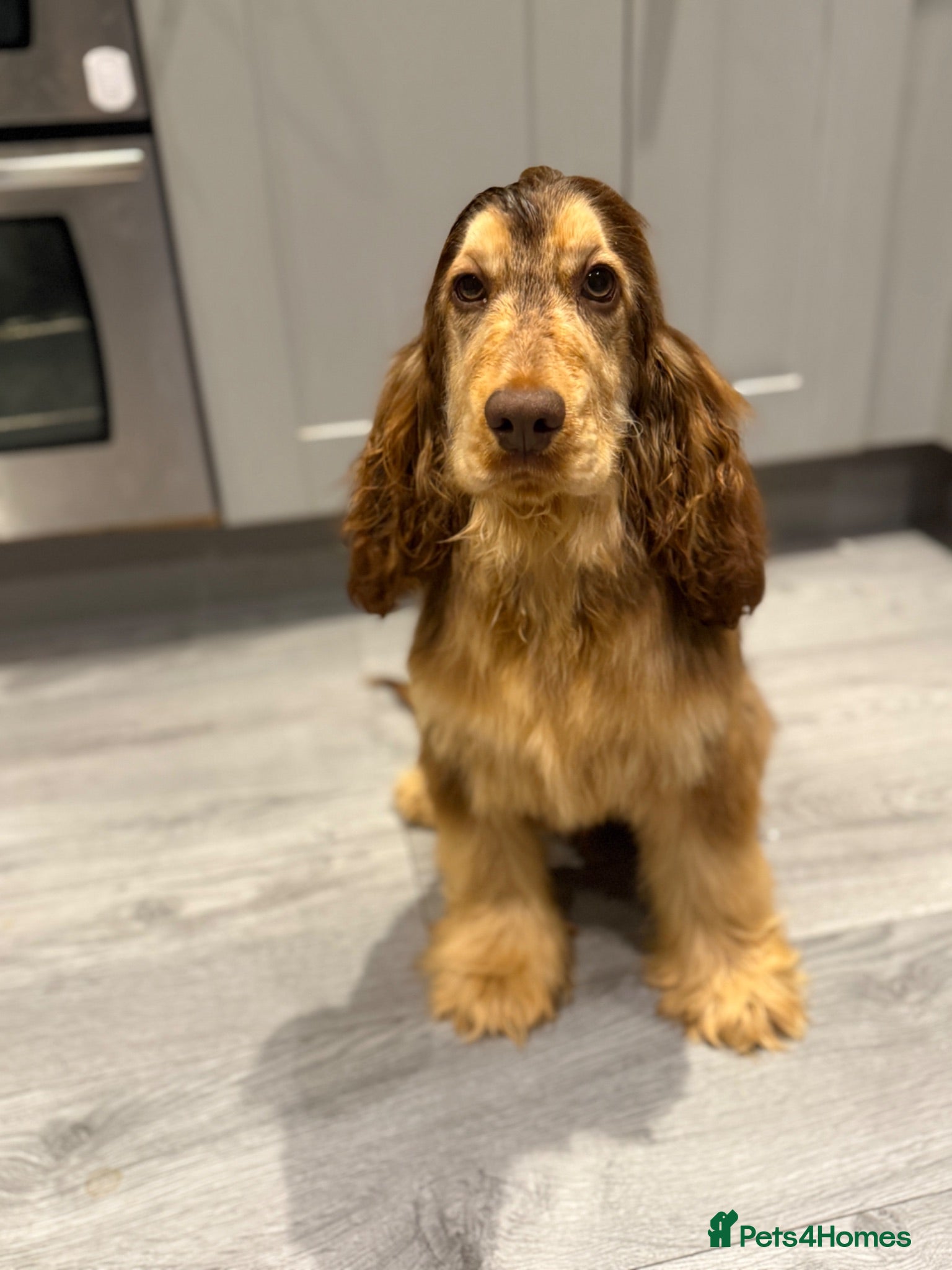 Cocker Spaniel dogs KC REGISTERED CHOCOLATE SABLE MALE  - Advert 1