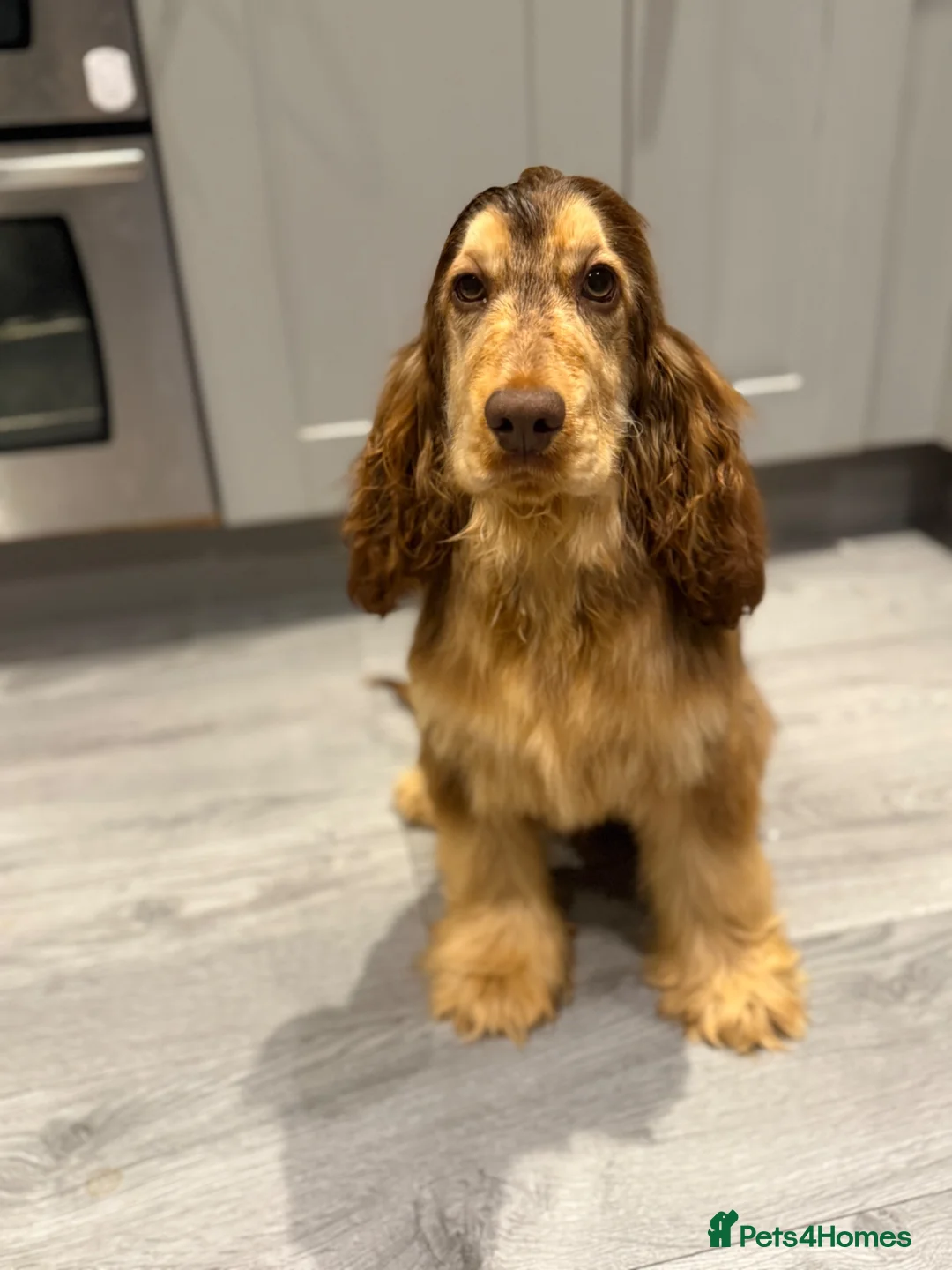 Cocker Spaniel dogs for sale: KC REGISTERED CHOCOLATE SABLE MALE  - Advert 1