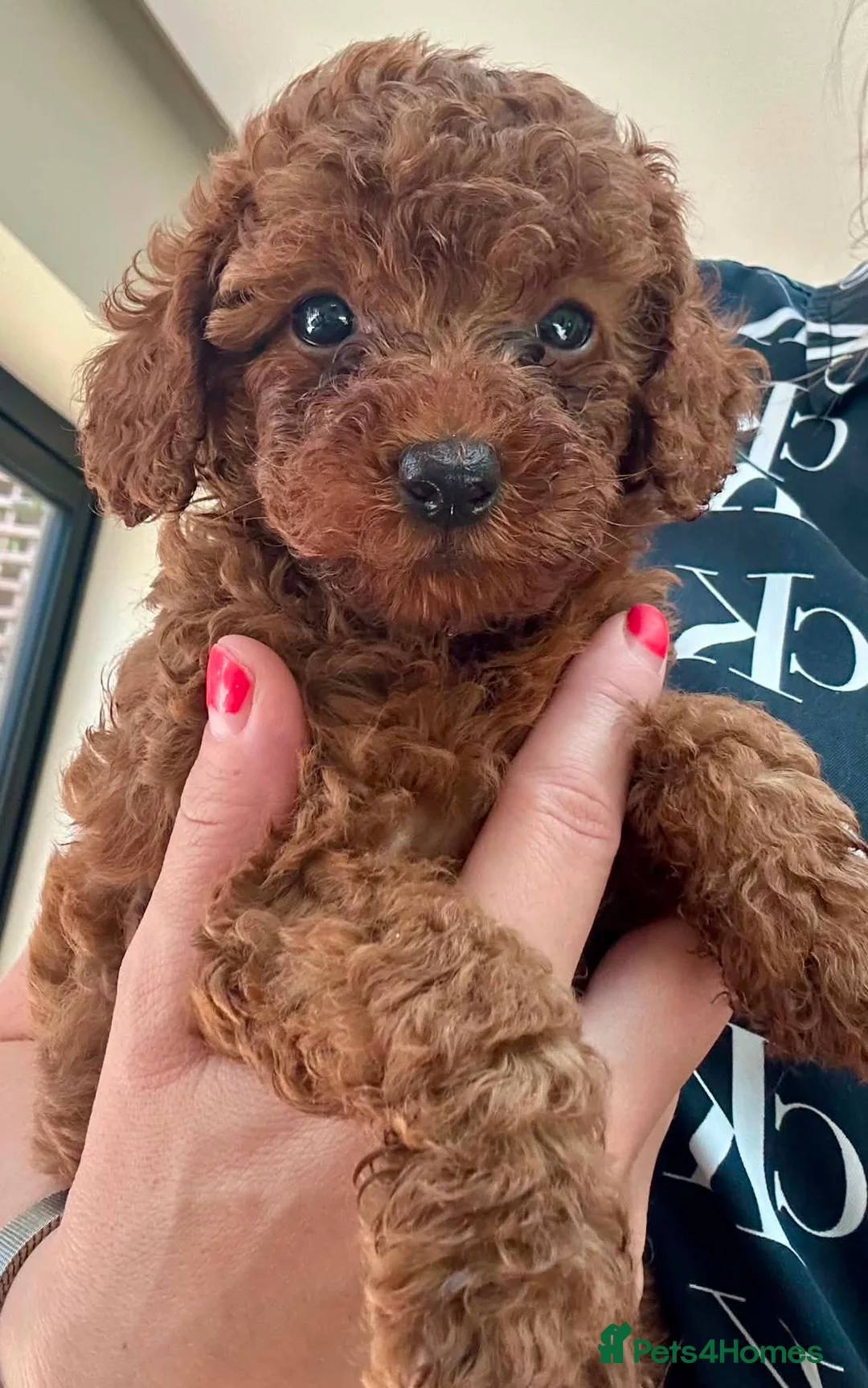 Toy Poodle dogs for sale: ✨ READY TO GO TO LOVING HOME ✨ - Advert 2