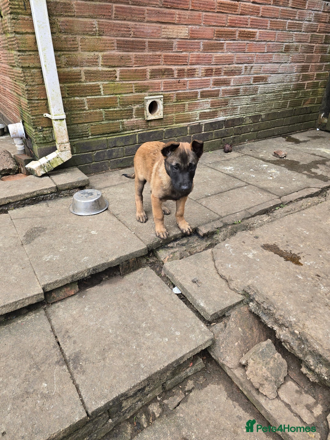 Belgian Shepherd Dog dogs for sale: Belgian Shepherd malinois - Advert 6