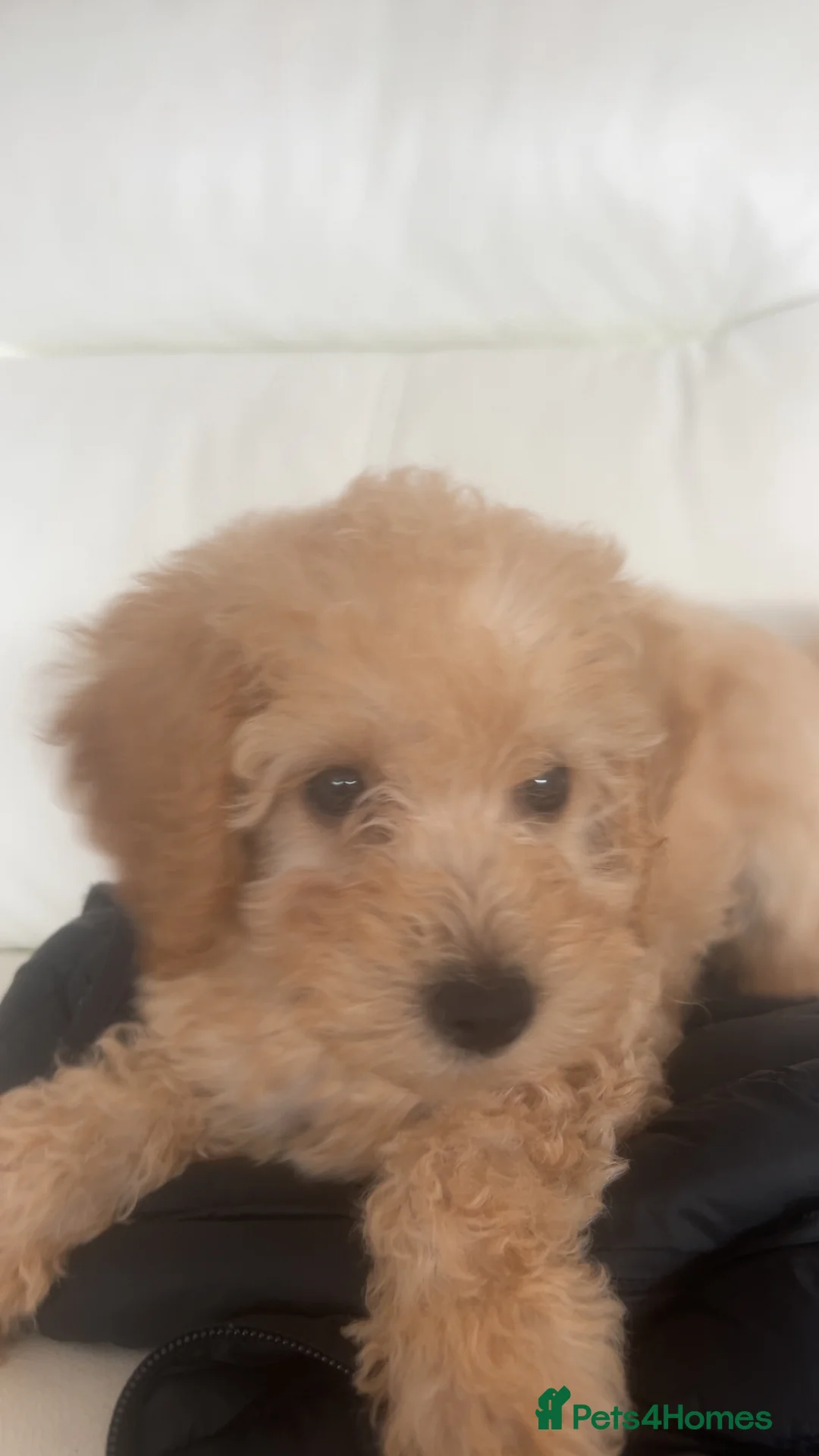 Cockapoo dogs for sale: beautiful girl - Advert 2