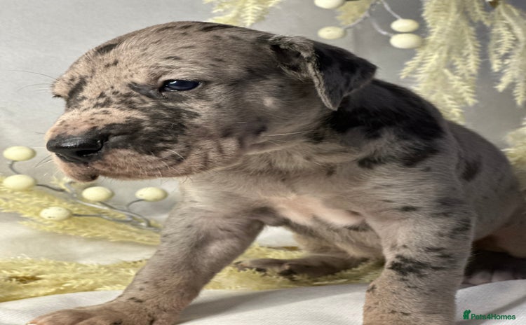 Great Dane dogs - Advert 10