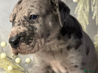 Great Dane dogs - Advert 10