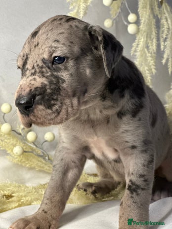 Great Dane dogs - Advert 10