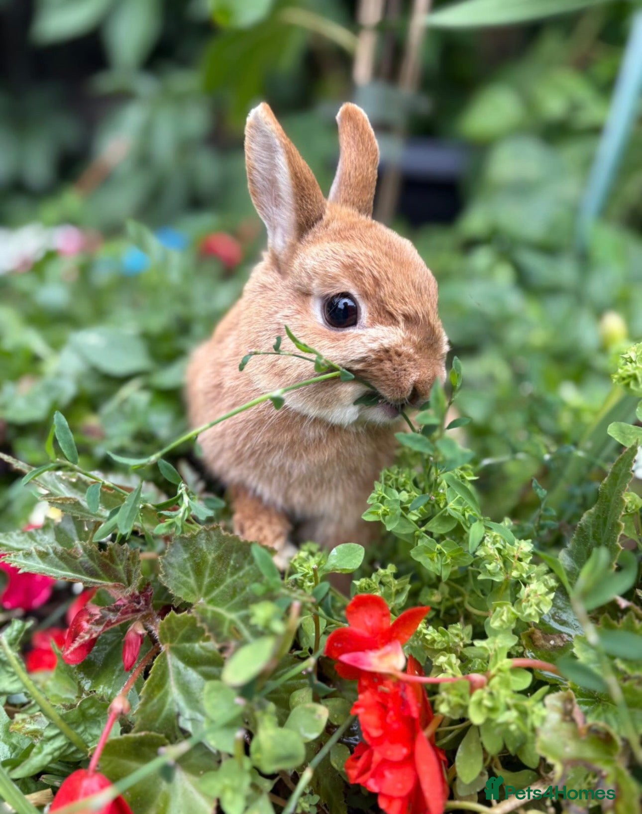 Netherland Dwarf rabbits Neverland Dwarf Bonded Pair - Advert 4