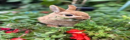 Netherland Dwarf rabbits for sale: Neverland Dwarf Bonded Pair - Advert 1