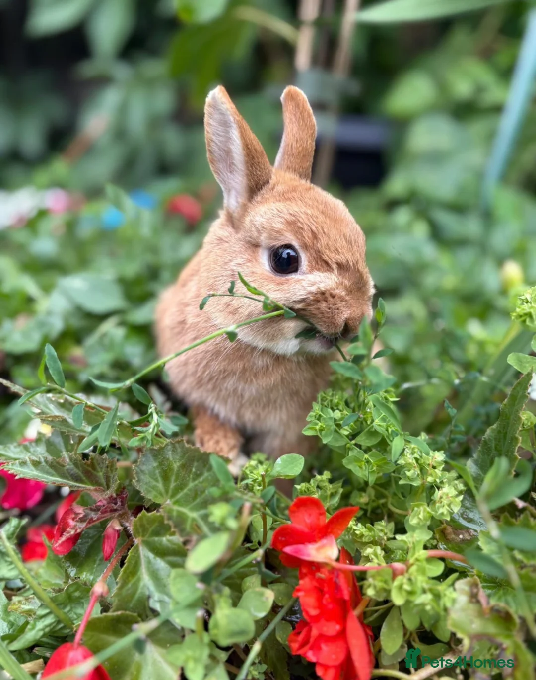 Netherland Dwarf rabbits for sale: Neverland Dwarf Bonded Pair - Advert 1
