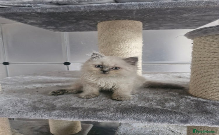 British Shorthair cats - Advert 1