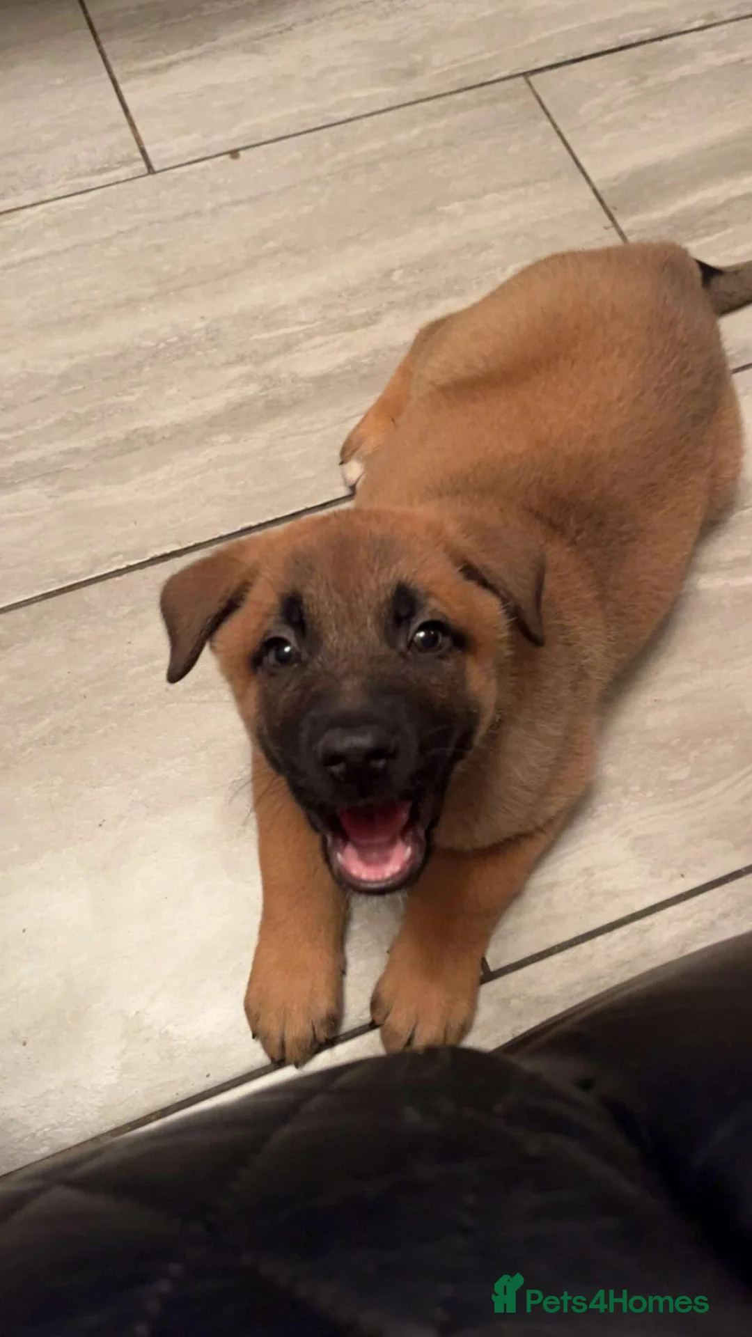 German Shepherd dogs for sale: ready now only 2 grils  left shepkita puppies  - Advert 2