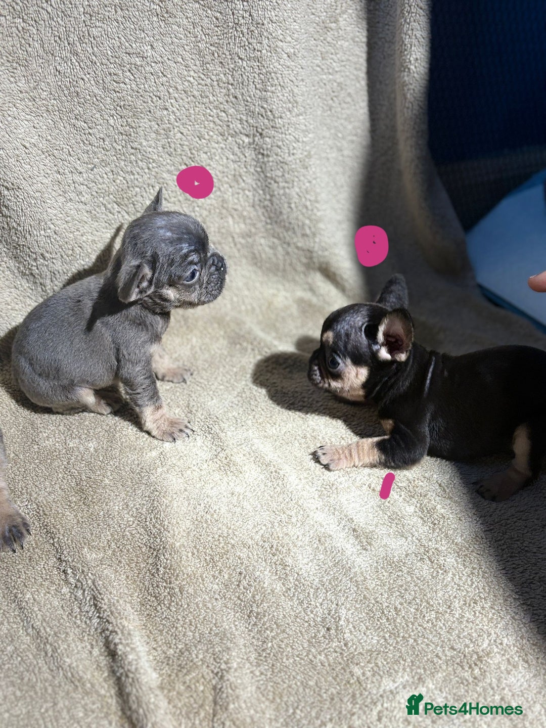 French Bulldog dogs for sale: Beautiful French bulldog puppies  - Image 7
