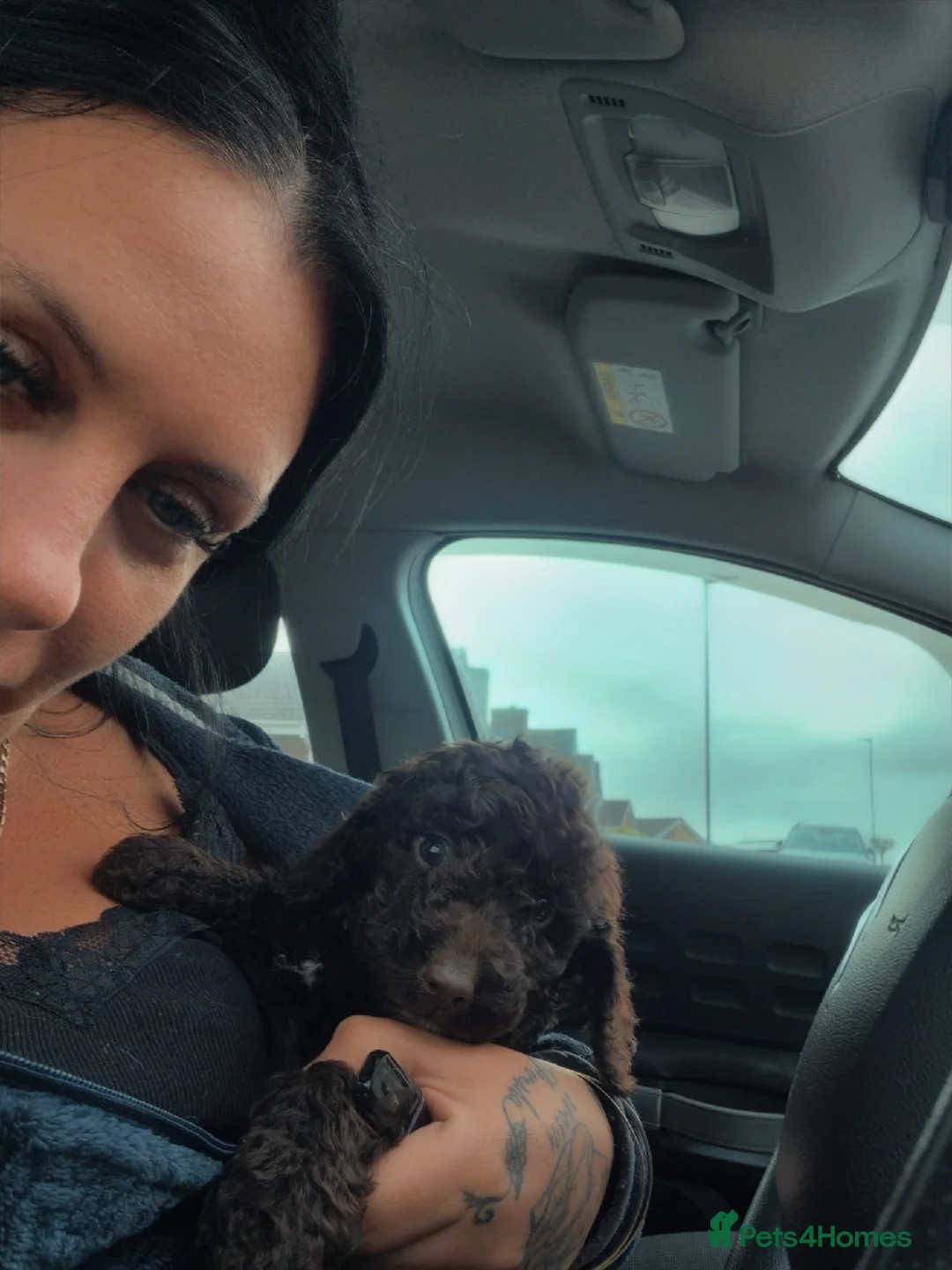 Cockapoo dogs for sale: F2 generation cockerpoo puppys  - Advert 19