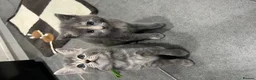 Mixed Breed cats for sale: Beautiful grey Fluffy Kittens! - Advert 10