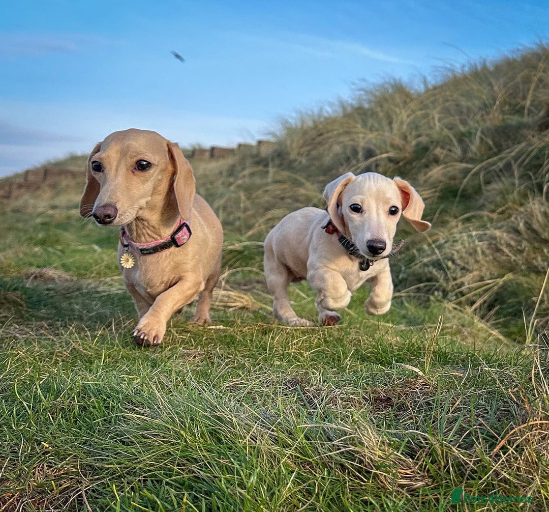 Miniature Dachshund dogs for sale: Cream miniature dachshunds  - Advert 29