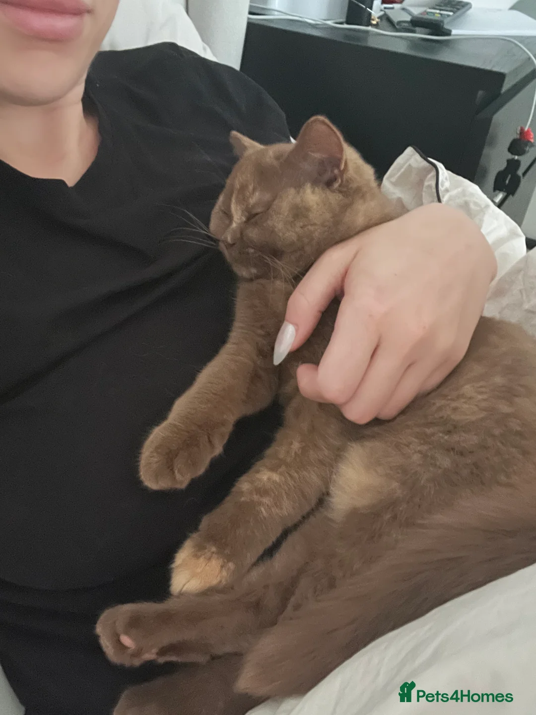 British Shorthair cats for sale: Cinnamon tortie British long hair female - Advert 7