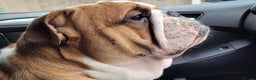 English Bulldog dogs for stud: Champion sired Gold Health Tested Bulldog Stud Dog - Advert 5