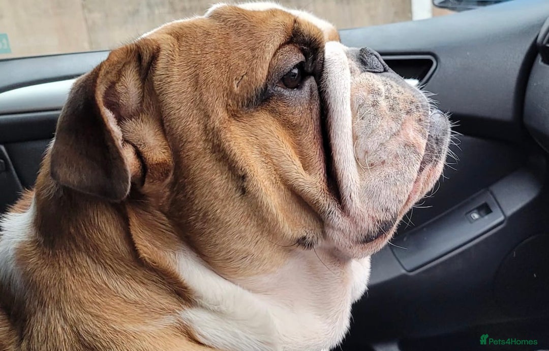 English Bulldog dogs for stud: Champion sired Gold Health Tested Bulldog Stud Dog - Advert 5