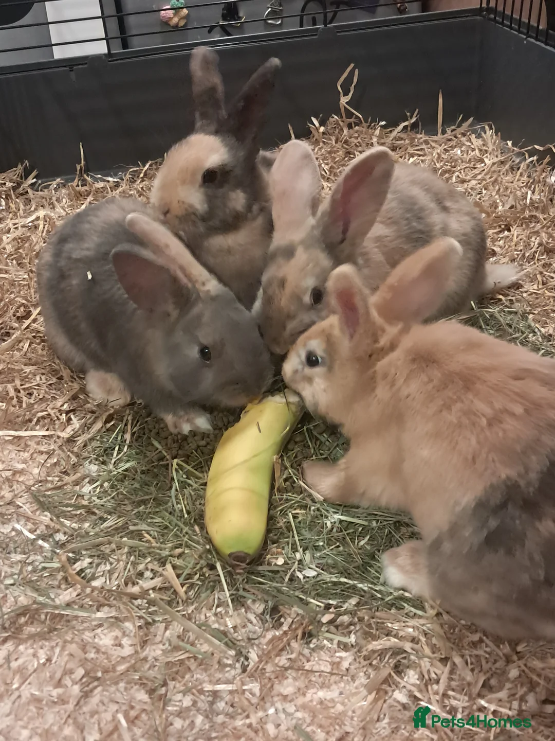 Mixed Breed rabbits for sale: Gorgeous lop x bunnies available  - Advert 2