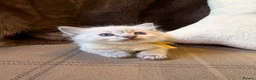Ragdoll cats for sale: Stunning ragdoll kittens. Fully vet checked. - Advert 6