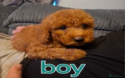 Cockapoo dogs for sale: Toy cockapoo puppies - Image 7