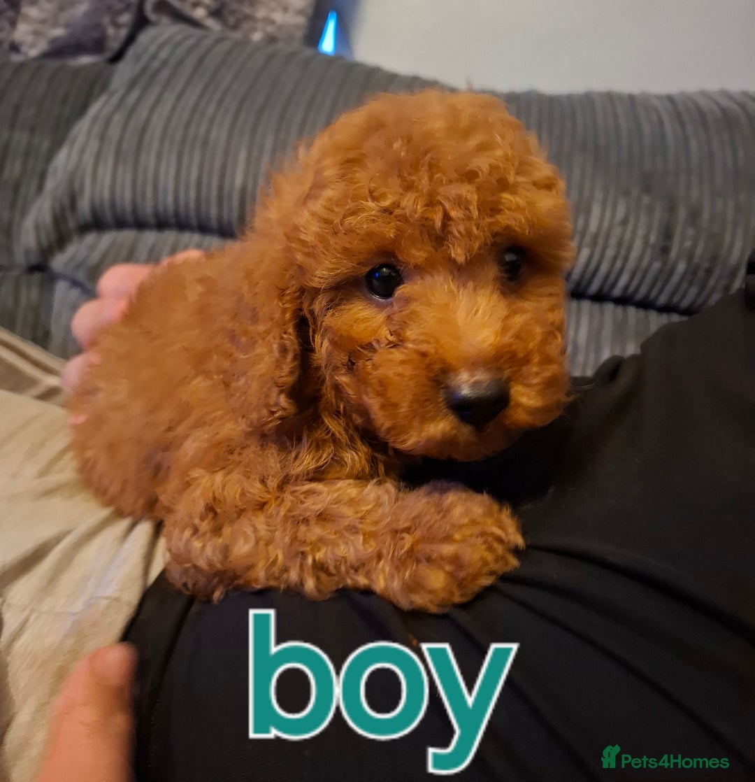 Cockapoo dogs for sale: Toy cockapoo puppies - Image 7