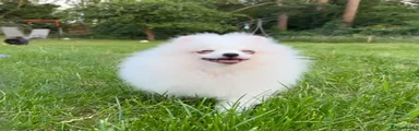 Pomeranian Puppy 4