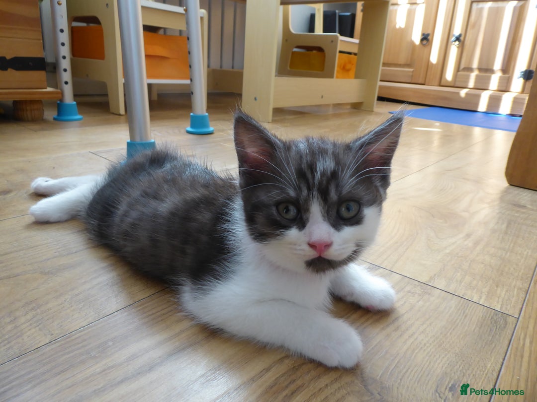 Mixed Breed cats for sale: British shorthaired mixed breed kittens - Image 5