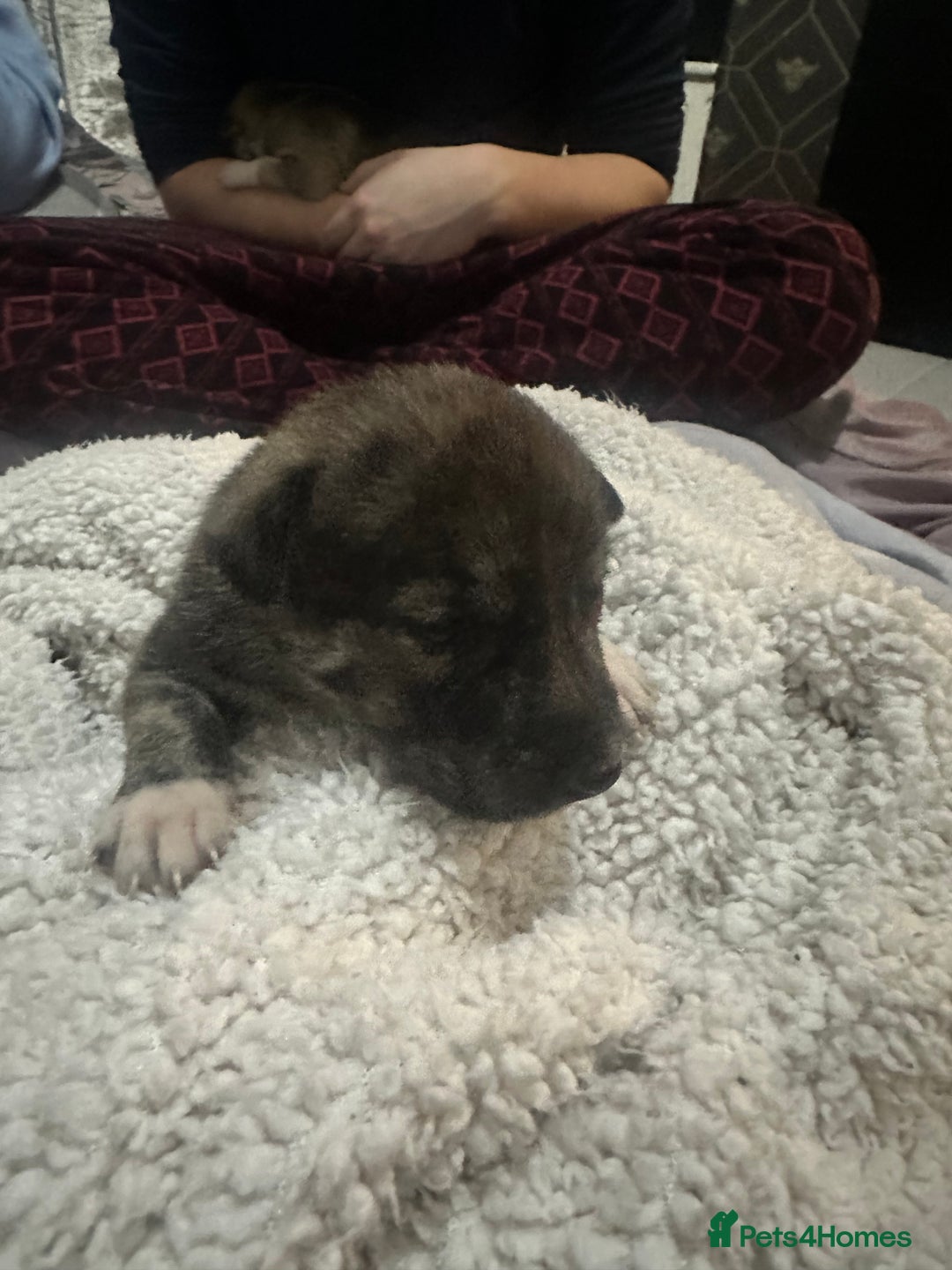 Mixed Breed dogs for sale: Husky staffy cross puppy - Advert 22