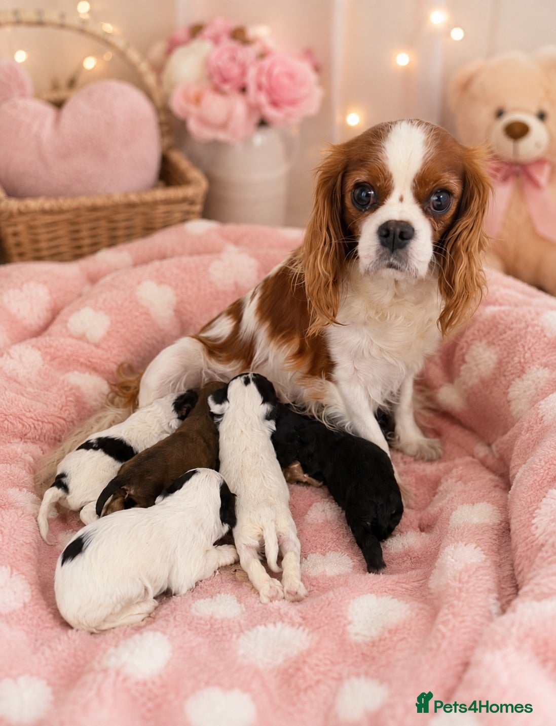Cavapoo dogs Cavapoo puppies 🐶 ready now  - Advert 11