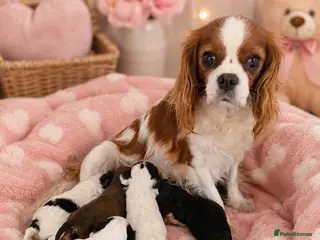 Cavapoo dogs Cavapoo puppies 🐶 ready now - Advert 11