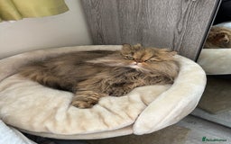 Persian cats for sale: Persian pure breed , neutered female - Image 1