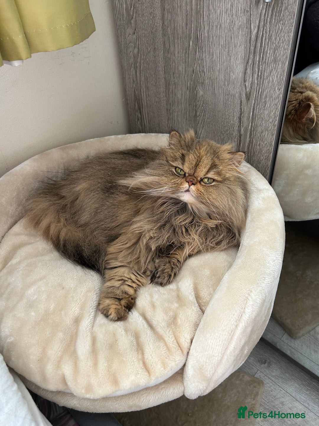 Persian cats for sale: Persian pure breed , neutered female - Image 1