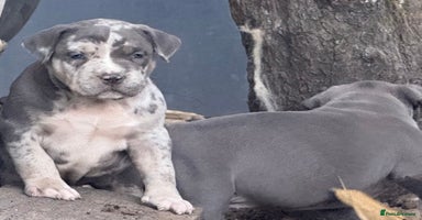 American Bully dogs - Advert 5
