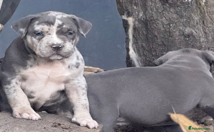 American Bully dogs - Advert 11