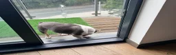 French Bulldog dogs for sale: Stunning Husky Blue French Bulldog Female - Advert 7