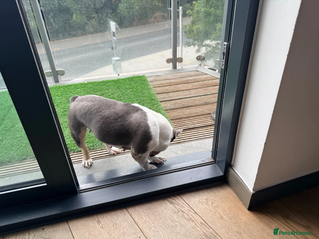 French Bulldog dogs for sale: Stunning French Bulldog Female - Advert 6