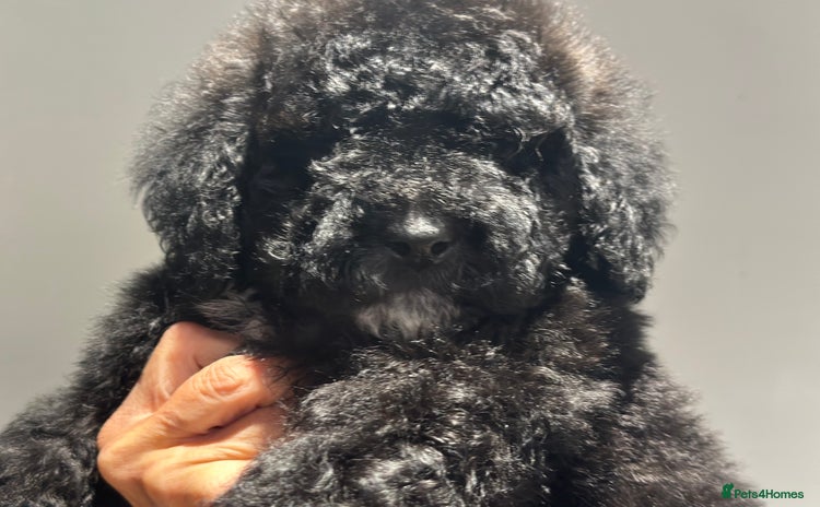 Mixed Breed dogs F1B SAINTBERNADOODLE  FULL VET CHECKED ALL HEALTHY - Advert 1