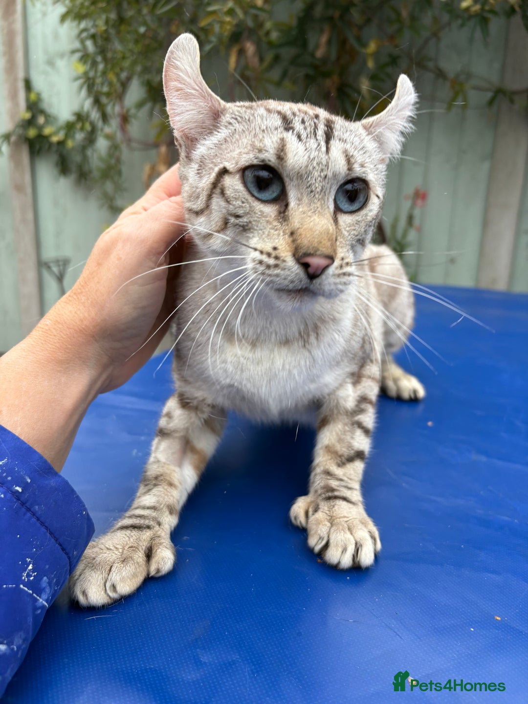 Keetso cats for sale: Superb polydactyl curled eared Keetso girl  - Image 7