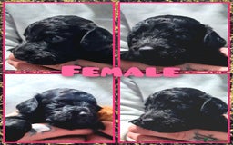 Cockapoo dogs for sale: 🎃PUMPKIN & RAVEN🐦‍⬛ - Image 4
