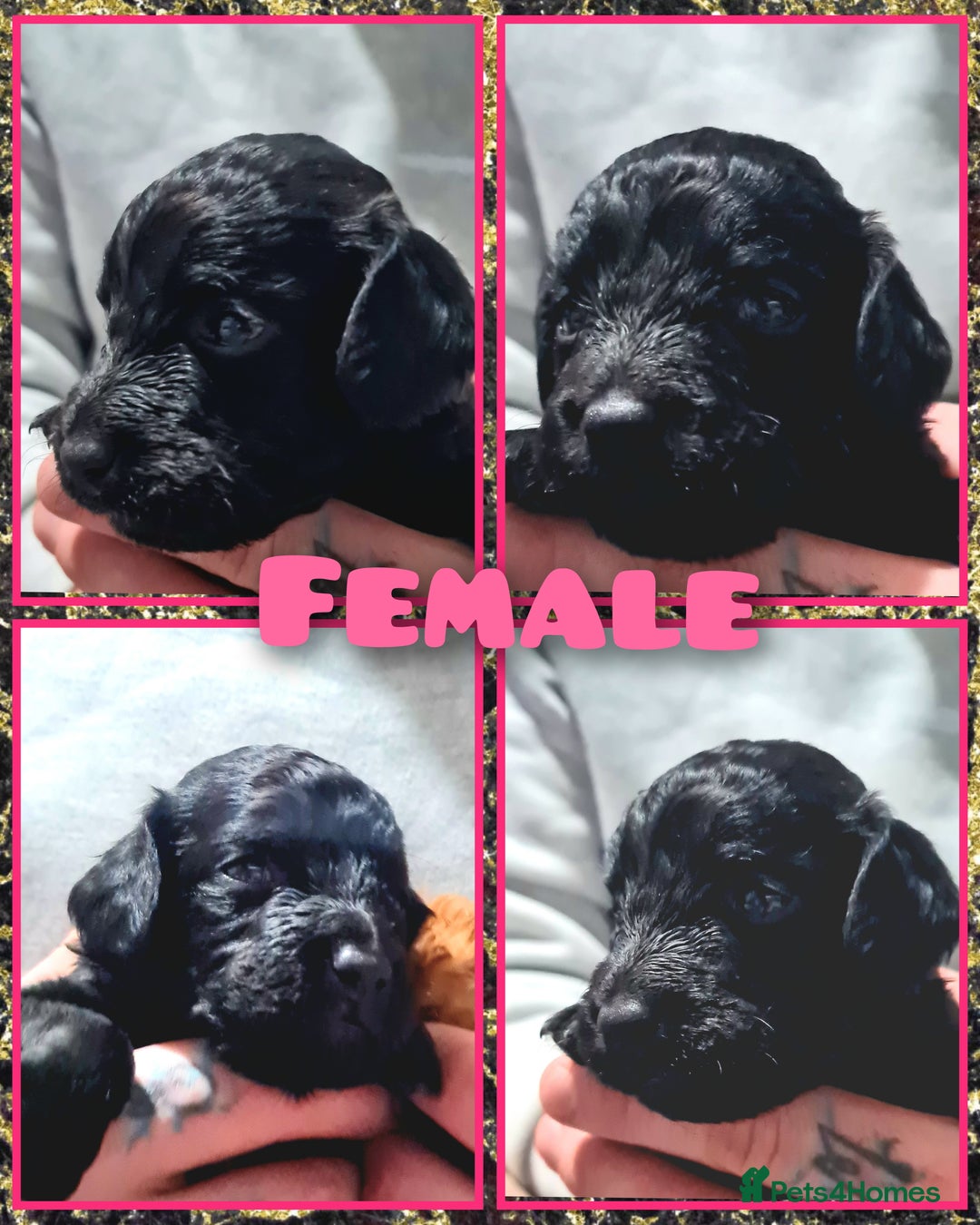 Cockapoo dogs for sale: 🎃PUMPKIN & RAVEN🐦‍⬛ - Image 4