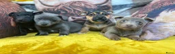 Jack Russell dogs for sale: Pure breed stunning Jack Russell's - Advert 9