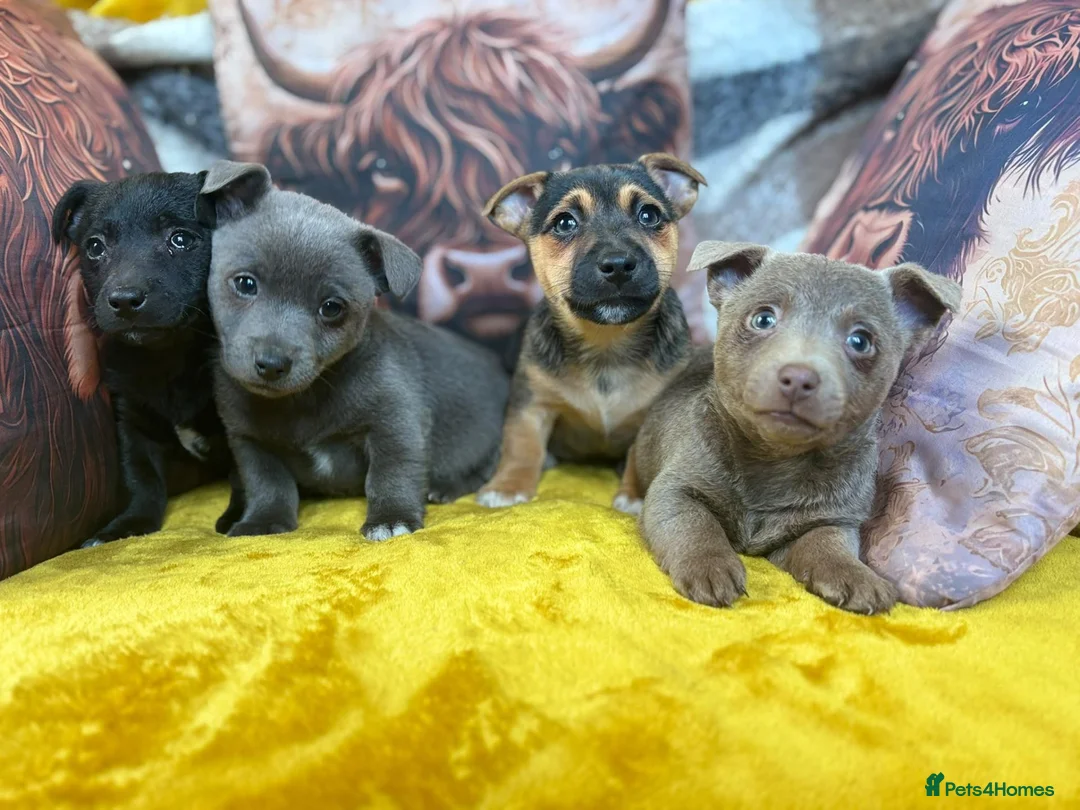 Jack Russell dogs for sale: Pure breed stunning Jack Russell's - Advert 9