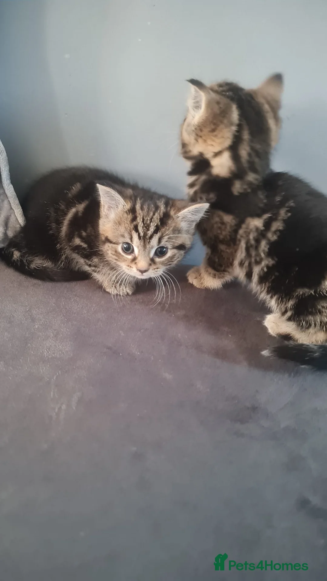 British Shorthair cats for sale: Kittens in Leicester - Advert 5