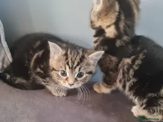 British Shorthair cats Kittens - Advert 1