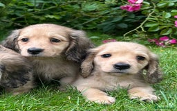 Miniature Dachshund dogs for sale: Miniature long coated dachshunds  in Craven Arms - Image 5