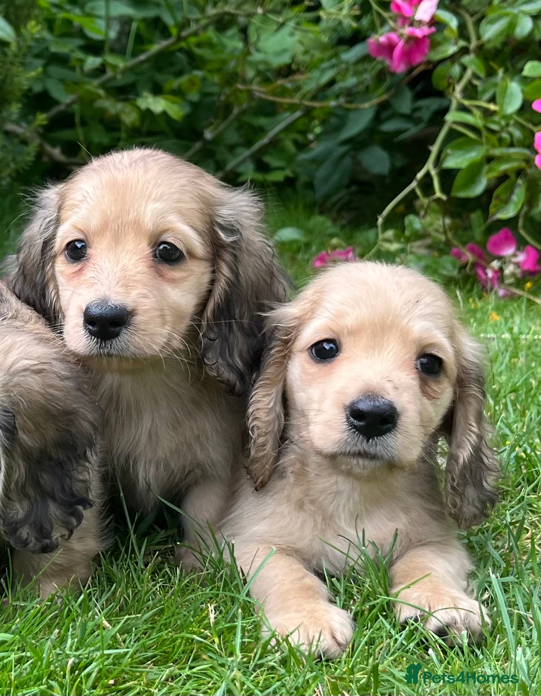Miniature Dachshund dogs for sale: Miniature long coated dachshunds  in Craven Arms - Image 5