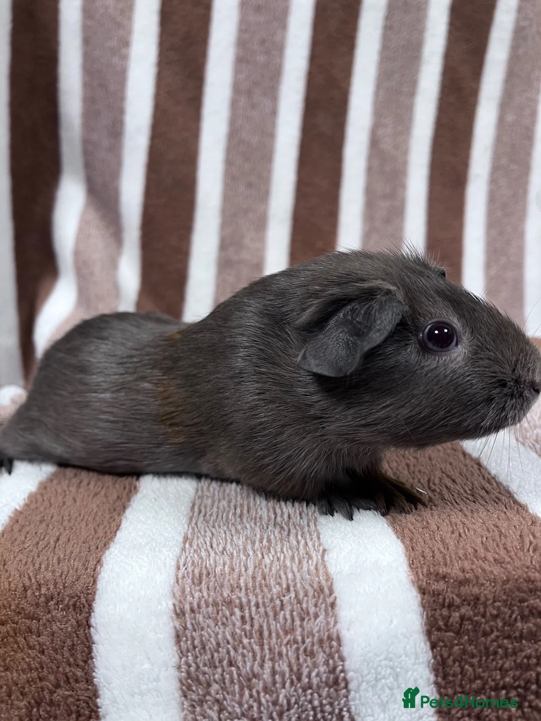 Guinea Pig rodents for sale: Female guinea pigs  - Advert 4